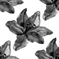 Beautiful black lilies flowers seamless pattern on white background