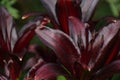 Beautiful Black Lily Flower in the Garden. Stock Photo