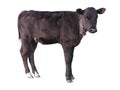 Beautiful black little pretty calf isolated over white Royalty Free Stock Photo