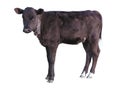 Beautiful black little pretty calf over white Royalty Free Stock Photo