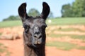 Llama standing in the field on a bright sunny day Royalty Free Stock Photo