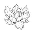 Beautiful black lotus flower monochrome vector hand work illustration is isolated on a white background. Decorative element