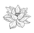 Beautiful black lotus flower monochrome vector hand work illustration is isolated on a white background. Element for design