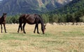 Beautiful black mare with foal on a mountain pasture Royalty Free Stock Photo