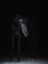 Black mare horse with bridle on black background