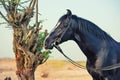 Beautiful black Marwari stallion posing nearly tree. India