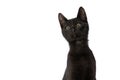 Beautiful black metis cat sitting on white background and looking up