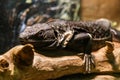 Beautiful Black Mexican dragon, iguana Wigmann, Stenosura pectin