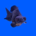 Beautiful black moor goldfish Royalty Free Stock Photo