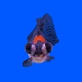 Beautiful black moor goldfish Royalty Free Stock Photo