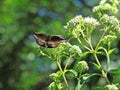 Beautiful black moth on a plant