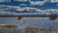 A beautiful black-necked swan Cygnus melancoryphus is floating on a blue lake Royalty Free Stock Photo