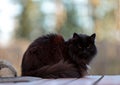 A beautiful black norwegian forest cat sitting on wooden stairs utdoors