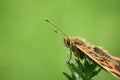 Beautiful black, orange and brown figured butterfly on green spring meadow during summer