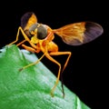 Orange Soldier Flyresting on a green leaf Royalty Free Stock Photo