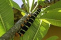 Beautiful black, orange and yellow caterpillar on a tree branch. Small animal that will become a butterfly. Selective focus Royalty Free Stock Photo