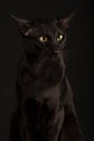 Beautiful black oriental cat