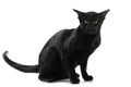 Beautiful black oriental cat