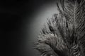 Beautiful Black Ostrich feathers. Spotlight. Black animal background. Art Deco style Royalty Free Stock Photo