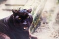 Beautiful black panther. Big cat. Animal world