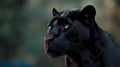 Beautiful black panther\'s face with striking look from his eyes, close-up portrait Royalty Free Stock Photo