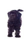 Beautiful Black Pekingese Dog