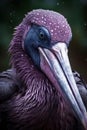 Beautiful black pelican in the sea water. Close up