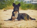 A beautiful black pet dog sitting on sand