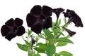 Beautiful black petunia Royalty Free Stock Photo