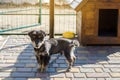 Beautiful black pooch dog near the booth on a sunny day. House for an animal. Selective focus