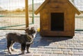 Beautiful black pooch dog near the booth on a sunny day. House for an animal. Selective focus