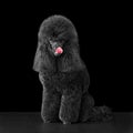 Beautiful black poodle licks