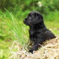 Beautiful black puppy dog Labrador Royalty Free Stock Photo