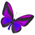 Beautiful Black and Purple butterfly Royalty Free Stock Photo