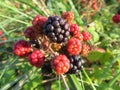 Beautiful black raspberry red fruit natural black tasty Royalty Free Stock Photo