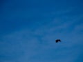 Beautiful black Raven flying in the sky