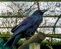 Beautiful black raven sitting on a wooden beam, feathers reflecting beautiful colors, mythological creature