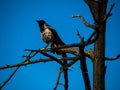 Beautiful black Raven standing on a branch