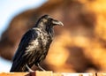 Shiny black raven crow perched on a fence post