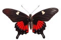 Beautiful black-red butterfly Papilio Rumanzovia Royalty Free Stock Photo