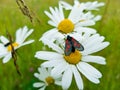 Beautiful black and red butterfly Zygaena filipendulae sitting on a large bright white and yellow Daisy. Summer photo-flowering Royalty Free Stock Photo