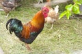 Beautiful black-red and brown chicken Royalty Free Stock Photo