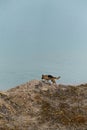 A lake and a happy dog. Beautiful black and red German Shepherd walks along sandy beach with glade of yellow flowers on background Royalty Free Stock Photo