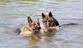 A German shepherd puppy is swimming in the water.