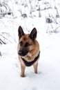 Beautiful black and red shepherd dog on walk stands in snowdrifts. Adult breed German shepherd walks in snow wearing dog harness