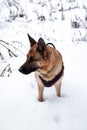 Beautiful black and red shepherd dog on walk stands in snowdrifts. Adult breed German shepherd walks in snow wearing dog harness