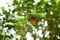 Beautiful black red tiger longwing butterfly sitting on a leaf Royalty Free Stock Photo