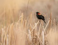 Beautiful black Redwing (Turdus iliacus) bird sitting on the cattails grass field