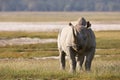 Beautiful black rhino Royalty Free Stock Photo