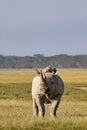 Beautiful black rhino Royalty Free Stock Photo